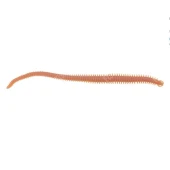 GULP! ALIVE! SANDWORM NATURAL 6"/ 15CM 14 ST. (30052)